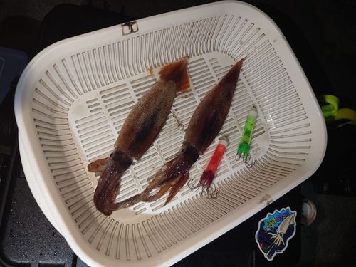 イカの釣果