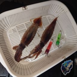イカ