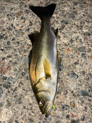 シーバスの釣果
