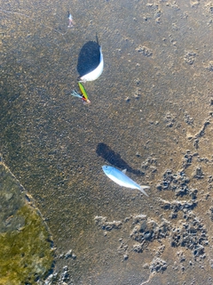 ママカリの釣果