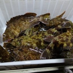 カサゴ
