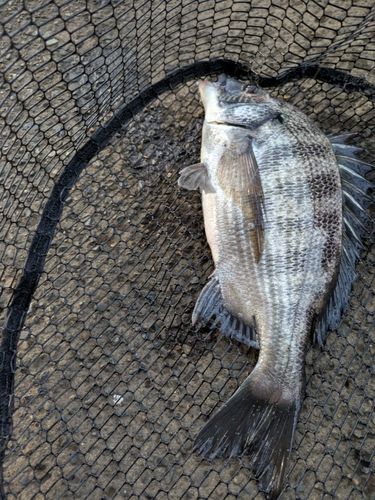 釣果