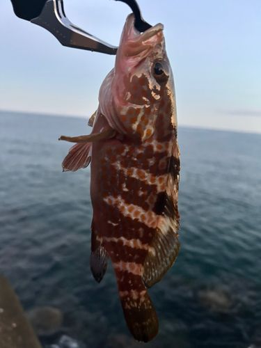 キジハタの釣果