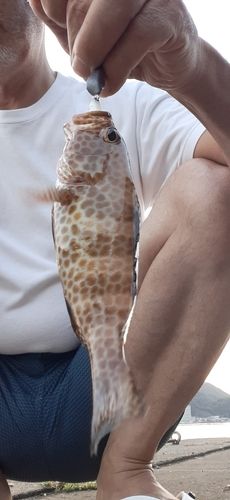 オオモンハタの釣果