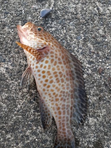 オオモンハタの釣果