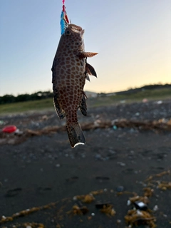 オオモンハタの釣果