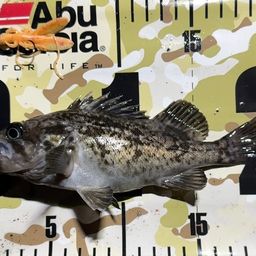 クロソイ