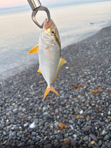 ショゴの釣果