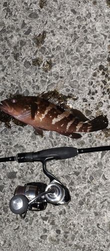 アコウの釣果
