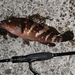 アコウ