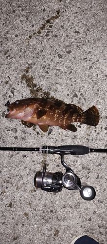 アコウの釣果