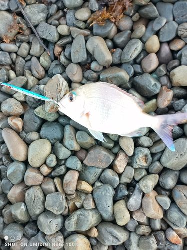 タイの釣果