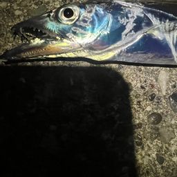 タチウオ