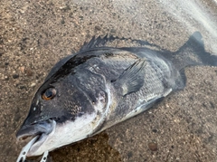 チヌの釣果