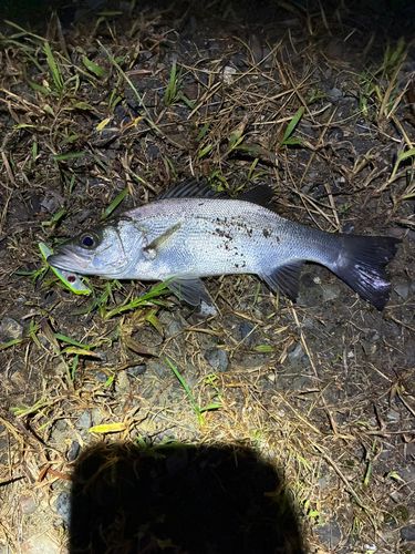 セイゴ（マルスズキ）の釣果