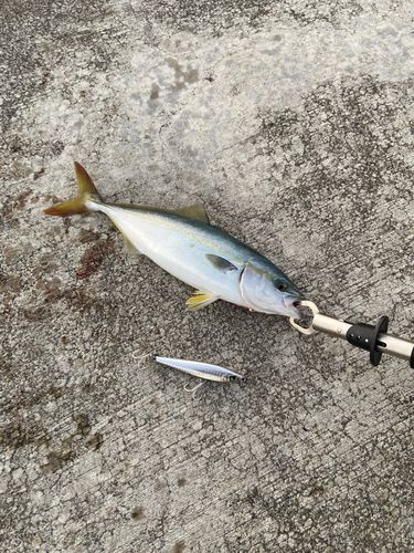 イナダの釣果