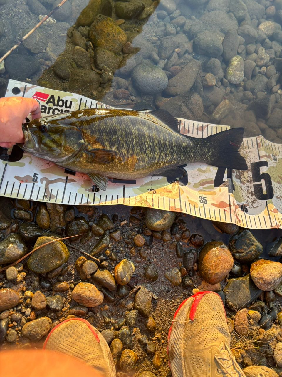 スモールマウスバス