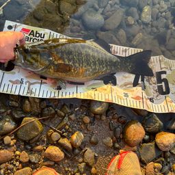 スモールマウスバス