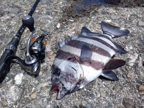 イシダイの釣果