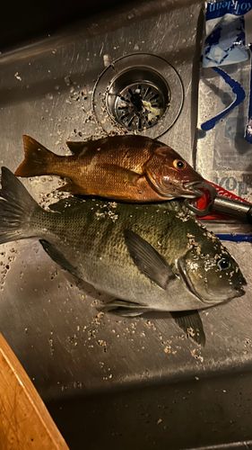 メジナの釣果