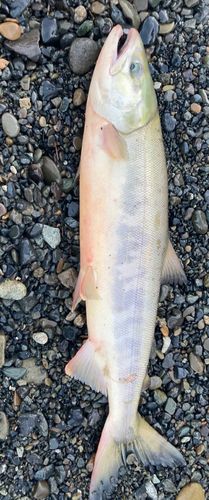 シロザケの釣果