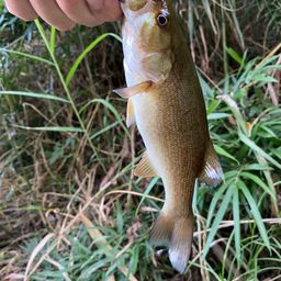 スモールマウスバス