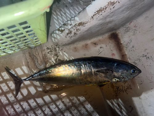 カツオの釣果