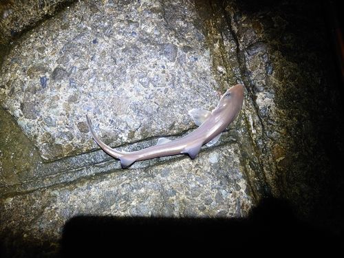 ドチザメの釣果