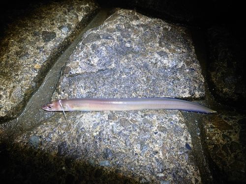 マアナゴの釣果