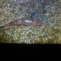 メゴチ