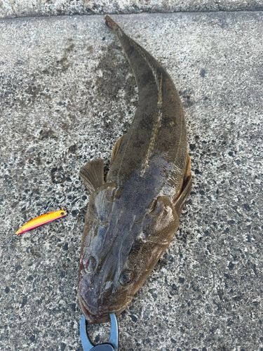 マゴチの釣果