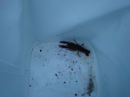 アメリカザリガニの釣果