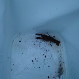 アメリカザリガニ
