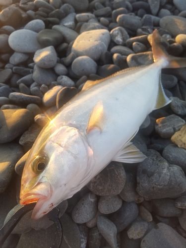 ショゴの釣果