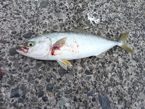 フクラギの釣果