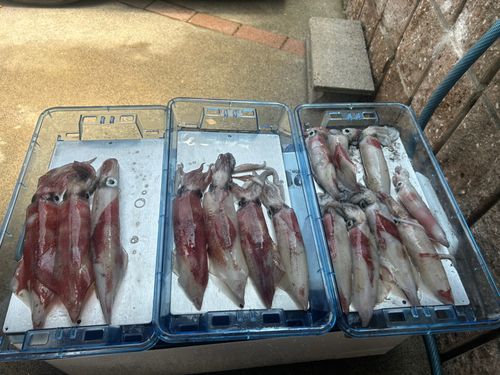 ケンサキイカの釣果