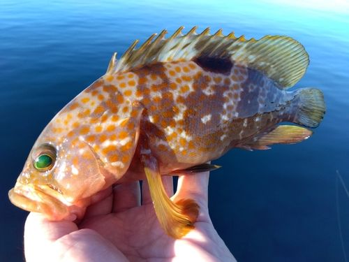 キジハタの釣果