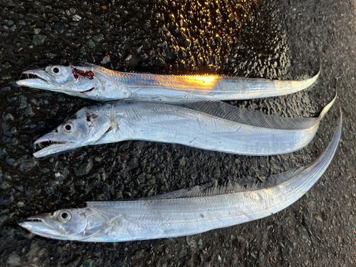 釣果