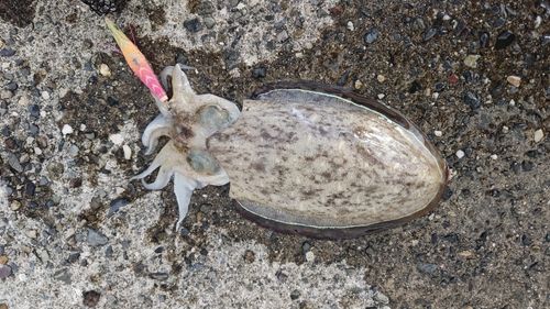 コウイカの釣果