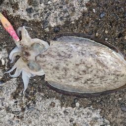 コウイカ