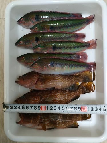 キュウセンの釣果