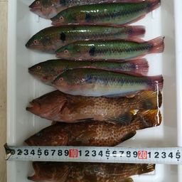 キュウセン