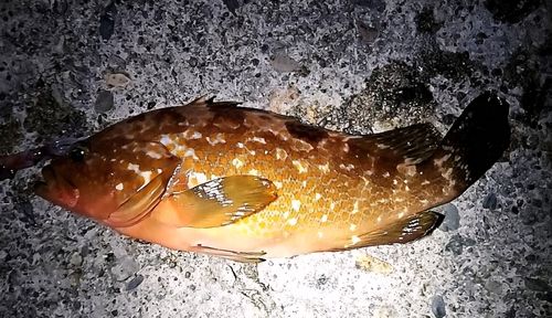 キジハタの釣果