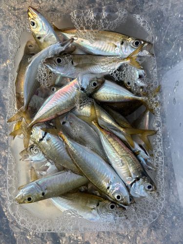 アジの釣果