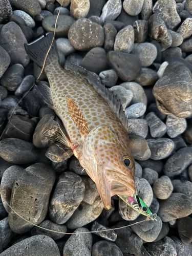 オオモンハタの釣果