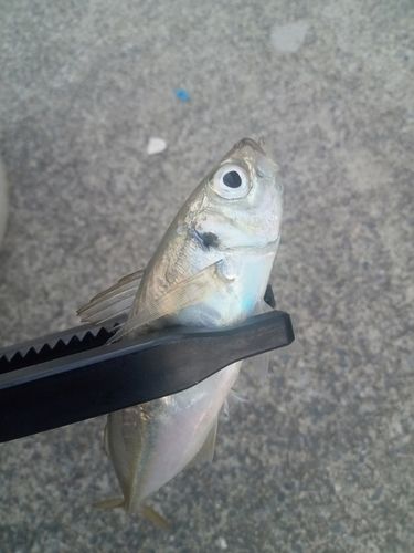 マアジの釣果