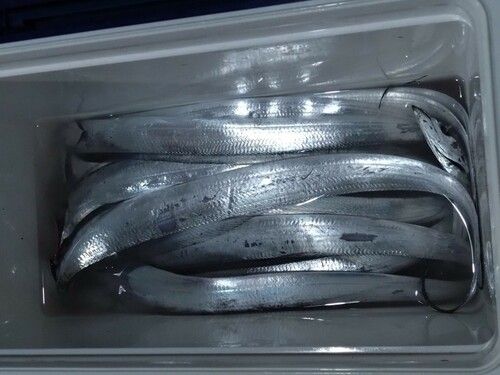 タチウオの釣果