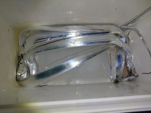 タチウオの釣果