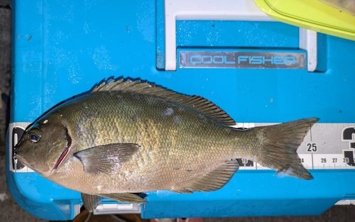 オナガグレの釣果