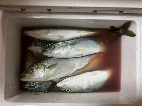 ワカシの釣果